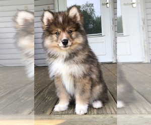 Pomsky Puppy for sale in SAVOY, MA, USA