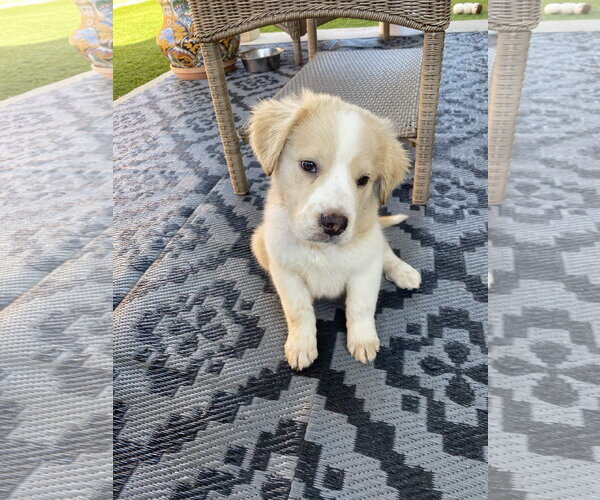 Medium Photo #2 German Shepherd Dog-Unknown Mix Puppy For Sale in Fort Worth, TX, USA