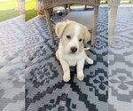 Small #1 German Shepherd Dog Mix