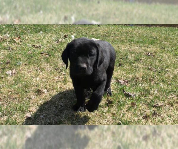 Medium Photo #14 Labrador Retriever Puppy For Sale in NORTON SHORES, MI, USA