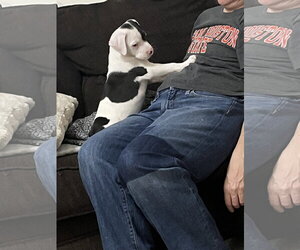 Shane Mark - Male Boxer-Unknown Mix Dog for Adoption - Photo #4