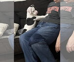 Small Photo #4 Boxer-Unknown Mix Puppy For Sale in The Woodlands, TX, USA