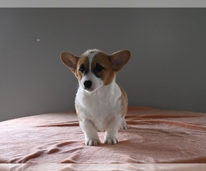 Pembroke Welsh Corgi Puppy for sale in MILLERSBURG, OH, USA