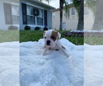 Small Photo #3 English Bulldog Puppy For Sale in OCOEE, FL, USA