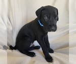 Puppy 3 Daniff
