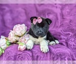 Small Photo #6 Akita Puppy For Sale in AIRVILLE, PA, USA