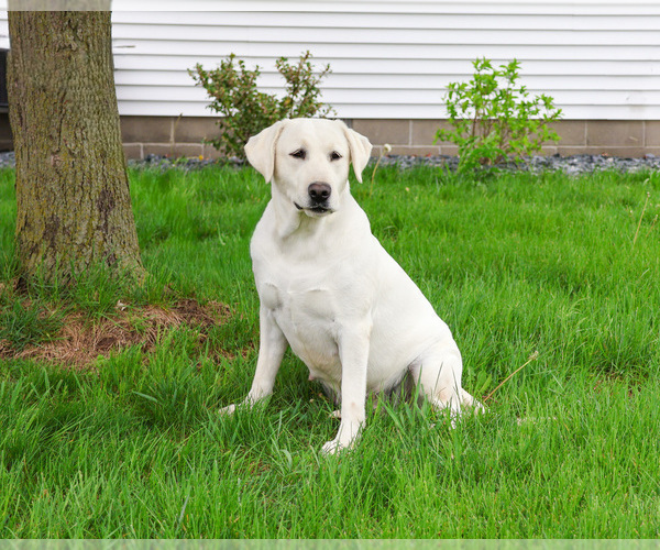 Medium Photo #2 Labrador Retriever Puppy For Sale in SYRACUSE, IN, USA