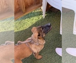 Small Photo #8 Belgian Malinois Puppy For Sale in LOS ANGELES, CA, USA