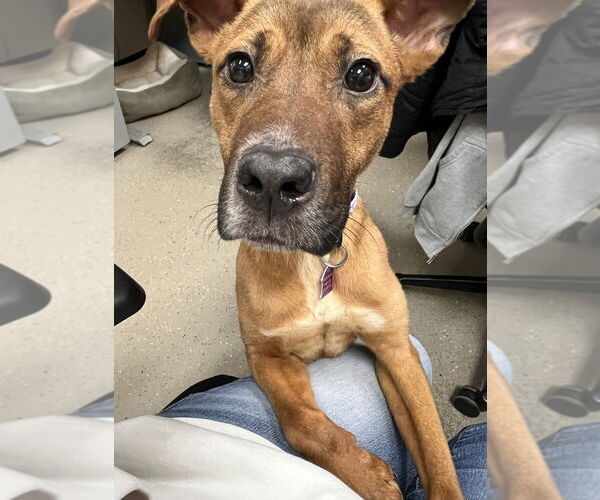 Medium Photo #2 Mutt Puppy For Sale in Mundelein, IL, USA