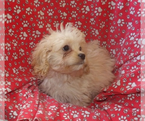 Medium Photo #3 Cavachon Puppy For Sale in PATERSON, NJ, USA