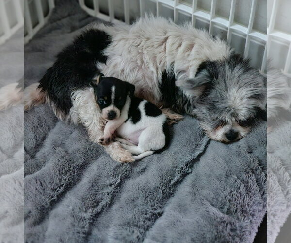 Medium Photo #5 Shih Tzu-Unknown Mix Puppy For Sale in Royal Palm Beach, FL, USA