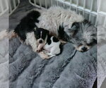 Small #4 Shih Tzu Mix