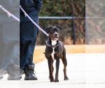 Small #1 Rottweiler-American Pit Bull Terrier