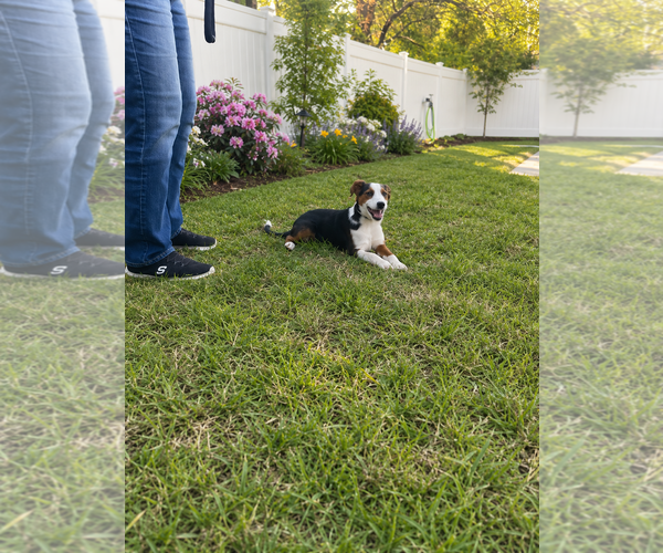 Medium Photo #2 Borador Puppy For Sale in Mt. Laurel, NJ, USA