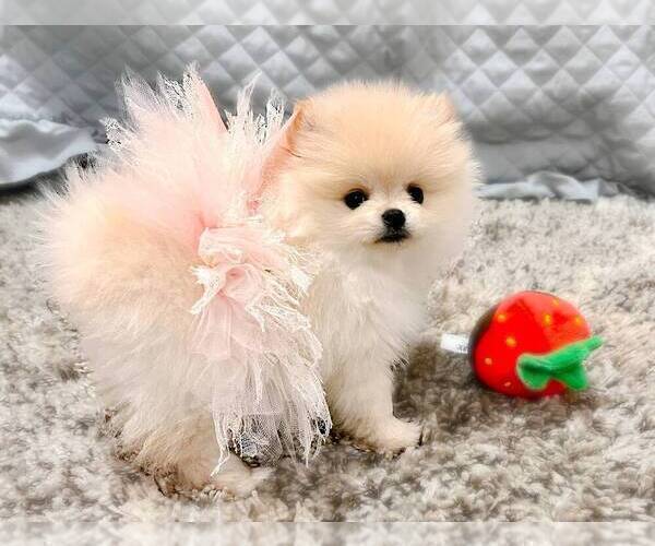 Medium Photo #1 Pomeranian Puppy For Sale in CORAL GABLES, FL, USA