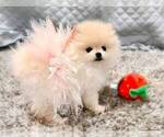 Small Pomeranian