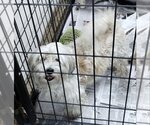 Small Photo #2 Shih Tzu Puppy For Sale in Mukwonago, WI, USA