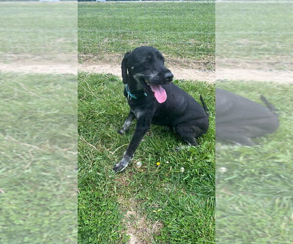 Medium Photo #1 Labrador Retriever-Unknown Mix Puppy For Sale in Osgood, IN, USA