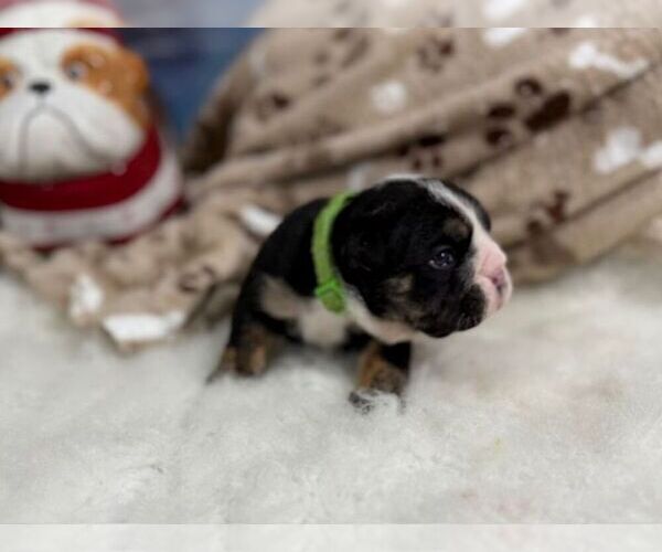 Medium Photo #6 English Bulldog Puppy For Sale in OOLOGAH, OK, USA