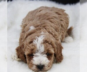 Goldendoodle-Poodle (Miniature) Mix Puppy for sale in STANLEY, WI, USA