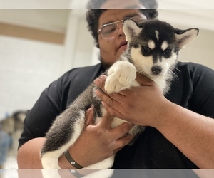 Siberian Husky Puppy for sale in BRENTWOOD, CA, USA
