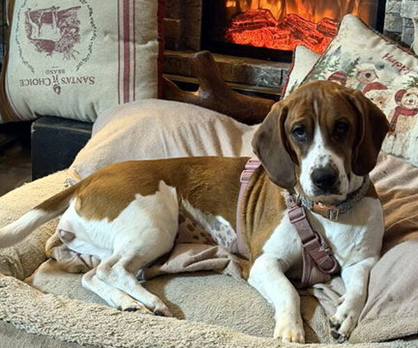 Medium Photo #2 Basset Hound Puppy For Sale in Deepwater, NJ, USA