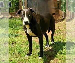 Moo Moo - Female Border Collie-Catahoula Leopard Dog Mix Dog for Adoption - Photo #2
