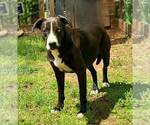 Small #1 Border Collie-Catahoula Leopard Dog Mix