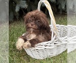Small #2 Shih Tzu