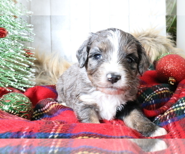 Medium Photo #619 Aussiedoodle Miniature  Puppy For Sale in STAFFORD, VA, USA