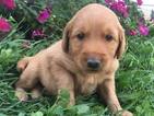 Small Photo #1 Goldendoodle Puppy For Sale in MIDDLEBURG, PA, USA