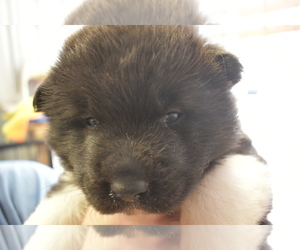 Akita Puppy for sale in LICKING, MO, USA