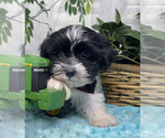 Small #5 Shorkie Tzu