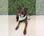 Small #1 Labrador Retriever Mix