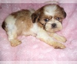 Small #1 Shih Tzu