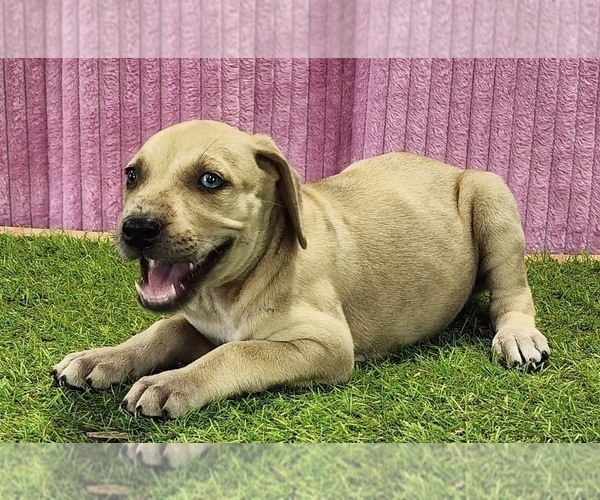 Medium Photo #7 Catahoula Leopard Dog Puppy For Sale in CUMBY, TX, USA