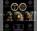 Small Photo #89 Cavapoo Puppy For Sale in WARSAW, IN, USA
