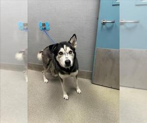 Siberian Husky-Unknown Mix Dogs for adoption in Las Vegas, NV, USA