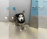 Small Siberian Husky Mix
