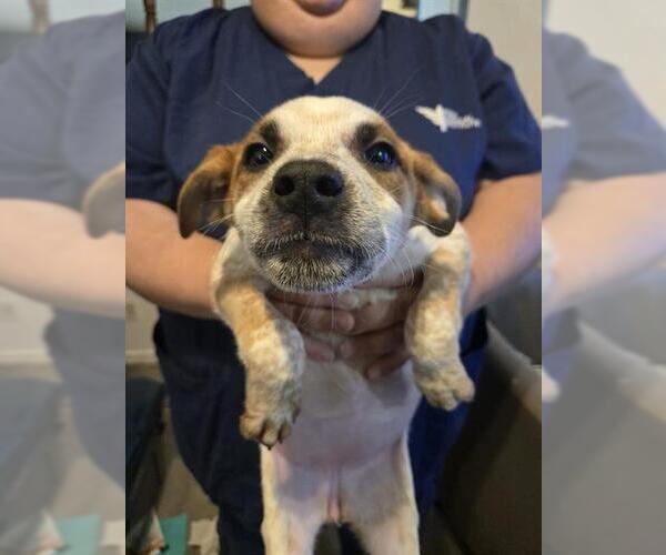 Medium Photo #1 Mutt Puppy For Sale in San Antonio, TX, USA
