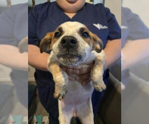 Mutt Dogs for adoption in San Antonio, TX, USA