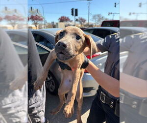 Rhodesian Ridgeback-Unknown Mix Dogs for adoption in Stockton, CA, USA