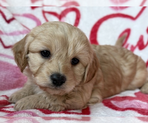 Medium Photo #1 Cavapoo (Miniature) Puppy For Sale in WAUSEON, OH, USA