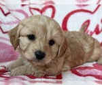 Puppy Puppy 2 Cavapoo (Miniature)
