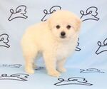 Small Photo #25 Pom-A-Poo Puppy For Sale in LAS VEGAS, NV, USA