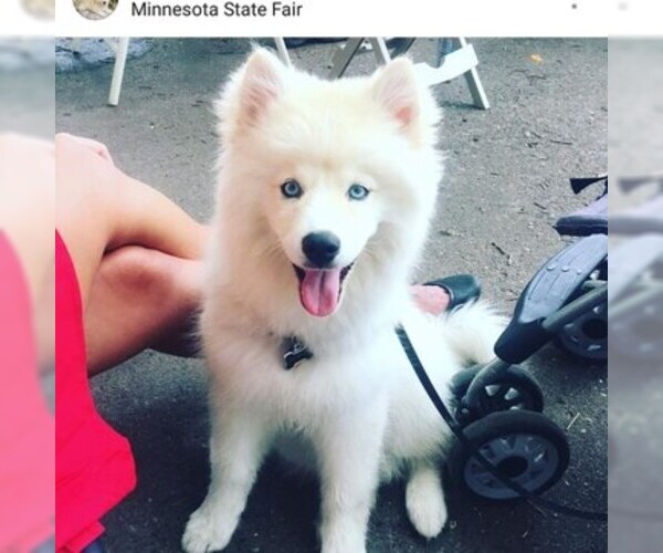 Medium Photo #19 Pomsky Puppy For Sale in RAMSEY, MN, USA