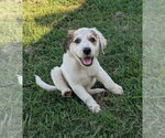 Small #1 Aussie Pyrenees