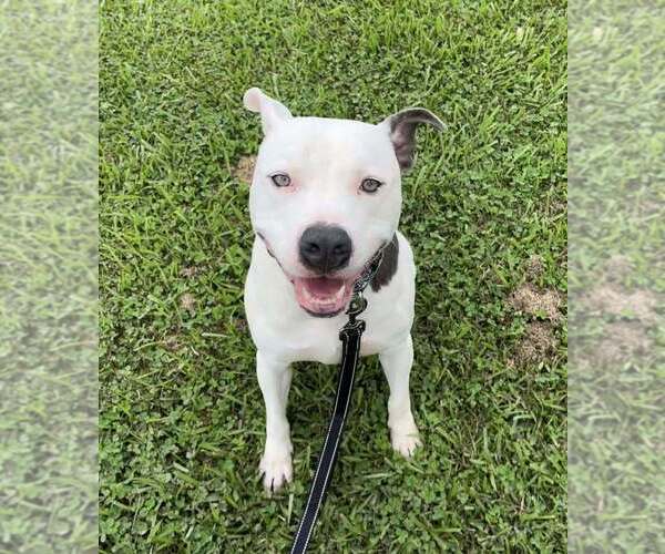 Medium Photo #2 Mutt Puppy For Sale in Abbeville, LA, USA