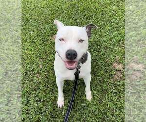 Pocco - Male Mutt Dog for Adoption - Photo #2