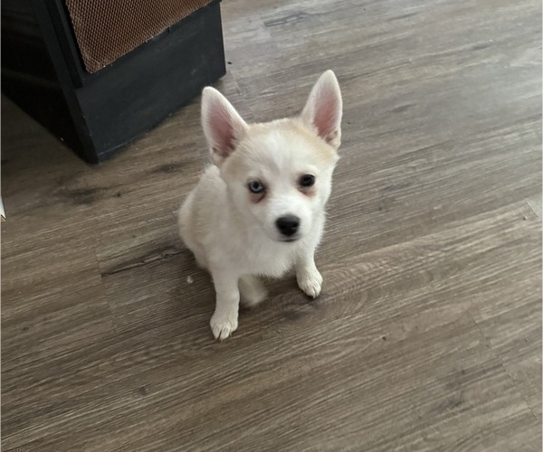 Medium Photo #203 Pomsky Puppy For Sale in LOVELAND, CO, USA